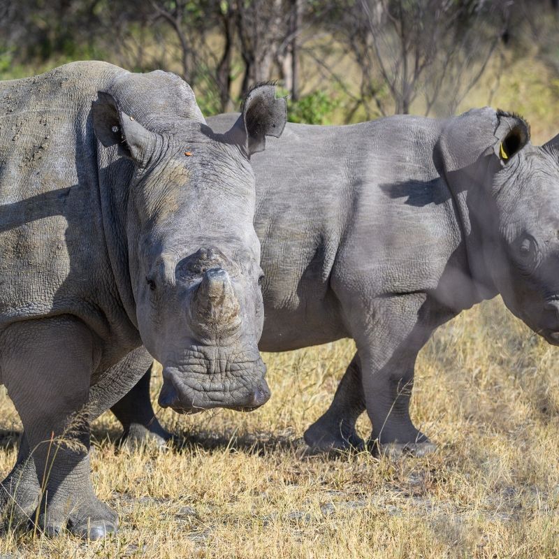 Experience the remarkable wildlife of Zimbabwe with this striking image of rhinos in Matopos National Park. The photo captures these iconic animals grazing amid the park’s rugged granite hills and open plains, highlighting their strength, presence, and vital role in the ecosystem. Matopos’ dramatic landscapes and diverse habitats provide a unique setting for observing rhinos in the wild, offering an unforgettable glimpse into one of Africa’s most important conservation areas.
Inspiration Africa crafts tailor-made journeys to Zimbabwe, giving travellers the chance to encounter rhinos and other incredible wildlife up close, explore the breathtaking scenery of Matopos National Park, and immerse themselves in the extraordinary natural and cultural heritage of this remarkable destination.