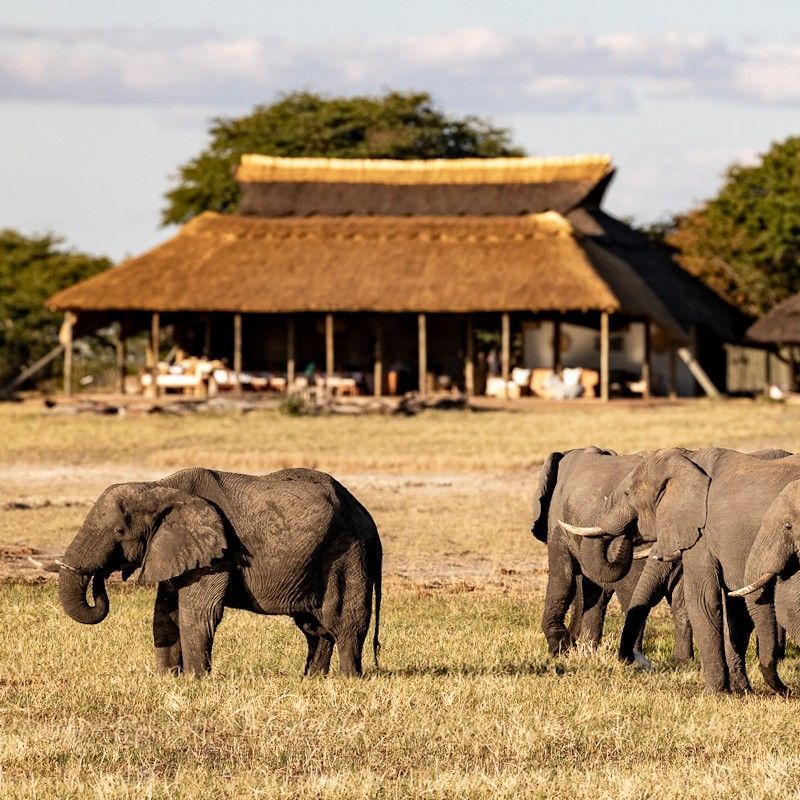Elephants in front of the exterior of Camp Hwange in Hwange National Park, Zimbabwe, are captured in this dramatic travel photograph, showcasing the camp set against the vast African savanna. Raised tented structures and thatched walkways blend seamlessly with the surrounding bush, while a small herd of elephants grazes or moves gracefully in the foreground, emphasizing the camp’s close connection to wildlife. The warm light of the landscape highlights the textures of the terrain and the elephants’ skin, creating a scene full of life and authenticity. The photograph conveys adventure, immersion in nature, and the thrill of safari, highlighting Camp Hwange as a destination where extraordinary wildlife encounters unfold just steps from your accommodation. Inspiration Africa specializes in bespoke, tailor-made journeys to Zimbabwe and across Africa, crafting unforgettable safari experiences in extraordinary wilderness destinations.
