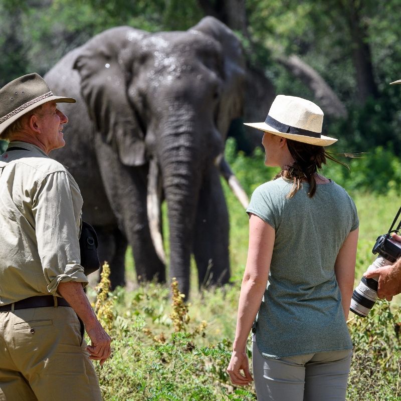 Gaze upon a remarkable elephant encounter during a walking safari in Zimbabwe’s Mana Pools National Park. This compelling photograph captures the intensity and intimacy of observing an elephant on foot, set within the park’s iconic floodplains and ancient riverine forests. Mana Pools is renowned for its close, respectful wildlife encounters and offers one of Africa’s most immersive walking safari experiences. Experiencing elephants at ground level creates a profound sense of awe, connection, and respect for the natural world. Inspiration Africa specializes in crafting bespoke, tailor-made journeys that deliver authentic walking safaris and extraordinary wildlife experiences across Africa’s most remarkable destinations.
