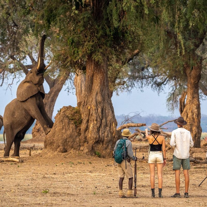 Sighting of large bull elephant during a walking safari in Mana Pools national park.