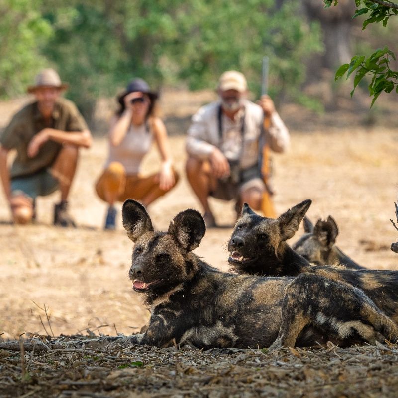 A walking safari in Mana Pools National Park, Zimbabwe, is captured in this compelling travel photograph, showing a small group of guests observing a pack of wild dogs in their natural habitat. Accompanied by an experienced guide, the walkers stand quietly amid open woodland and riverine vegetation, fully immersed in the sights and sounds of the African bush. The wild dogs move alertly through the landscape, their distinctive markings and social behavior highlighting one of Africa’s most fascinating predators. The scene conveys a sense of respect, intimacy, and adventure, emphasizing the unique thrill of exploring on foot in a UNESCO World Heritage Site. This image reflects the raw, authentic nature of safari experiences in Mana Pools, where close encounters unfold in a responsible and deeply immersive way. Inspiration Africa specializes in bespoke, tailor-made journeys to Zimbabwe and across Africa, crafting unforgettable safari experiences in extraordinary wilderness destinations.