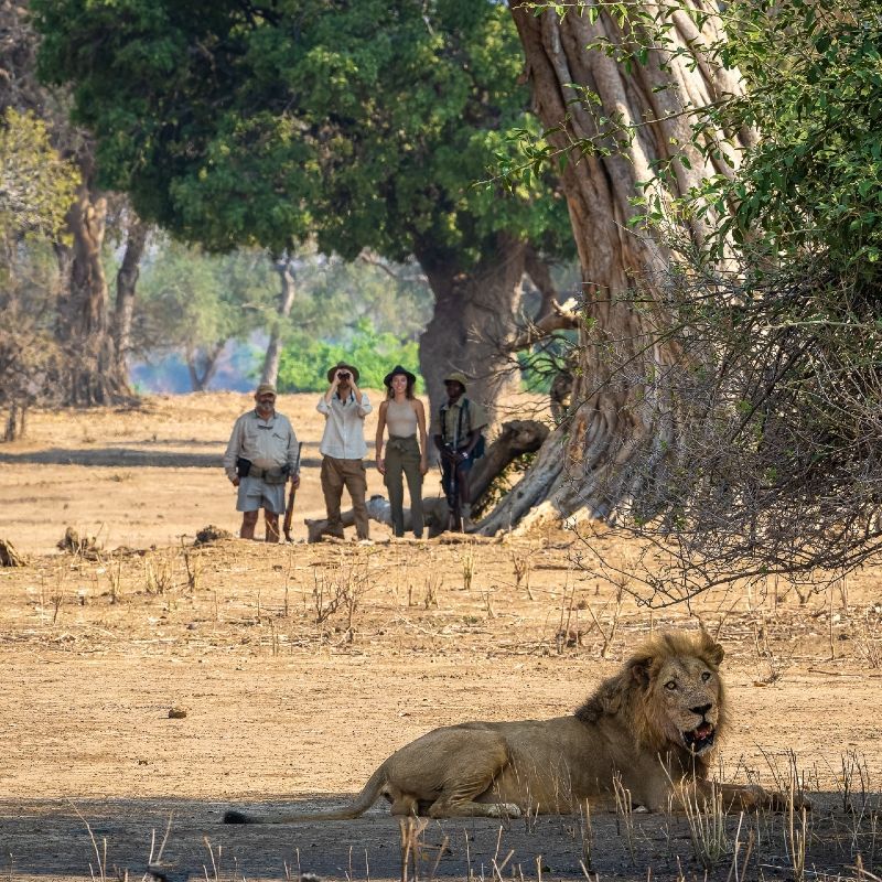 On a guided walking safari in Mana Pools National Park, guests observe a majestic male lion from a respectful distance—an experience that defines the thrill of exploring on foot. Set along the Zambezi River, Mana Pools is renowned for its raw wilderness and close wildlife encounters. Inspiration Africa specializes in bespoke, tailor-made journeys to Zimbabwe and across Africa, crafting extraordinary safari and adventure experiences in remarkable destinations.