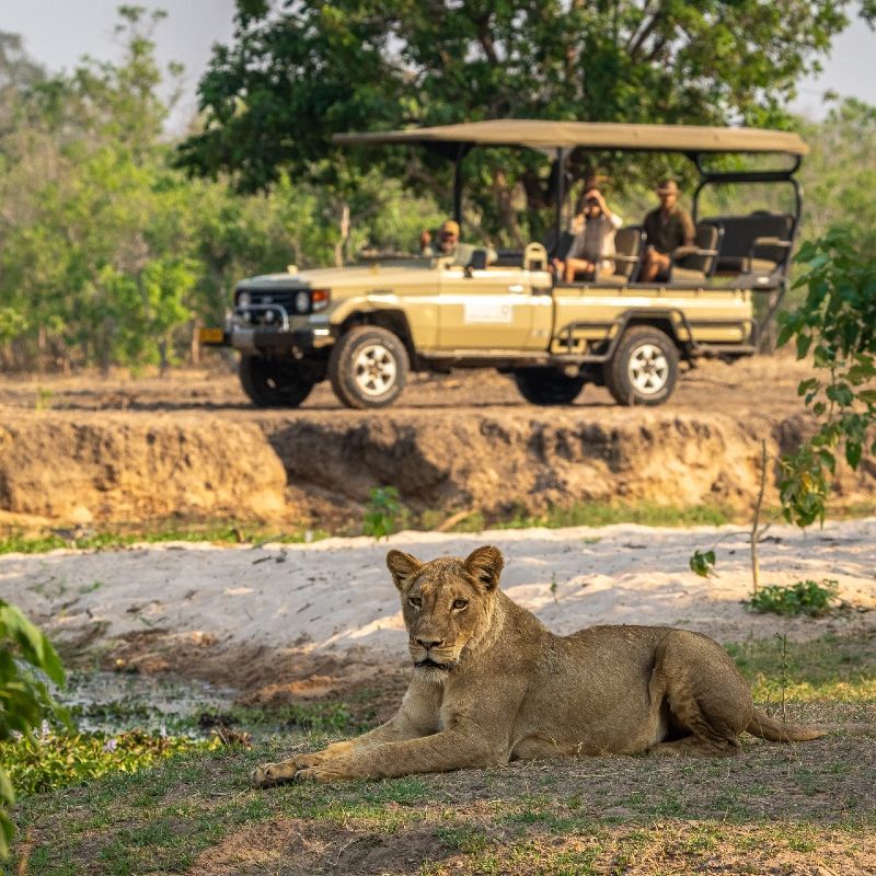 A safari open vehicle in Mana Pools, sighting of a lioness on the Zambezi floodplain—classic Zimbabwe wilderness. Track along albida forests, watch river channels glitter at dusk, and pause at natural pans where wildlife gathers. Inspiration Africa organizes tailor-made travel to Mana Pools, pairing expert guides, intimate camps, and flexible activities like game drives, walking safaris, and canoeing. We handle flights, transfers, and smart routing with Hwange or Victoria Falls. Capture close wildlife moments and river light—your Mana Pools safari starts here with Inspiration Africa.