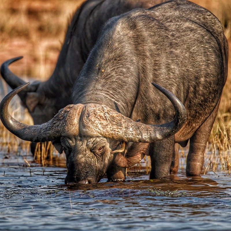 Gaze upon a magnificent old buffalo bull drinking at the water’s edge in Zimbabwe’s Matusadona National Park. This evocative wildlife photograph captures the strength and character of one of Africa’s most iconic species, set against the tranquil shores of Lake Kariba. The scene reflects the raw beauty and quiet rhythm of the park, where ancient landscapes meet rich biodiversity and wildlife gathers around life-sustaining waters. Matusadona is renowned for its remote wilderness, dramatic scenery, and rewarding safari experiences, offering visitors a chance to witness Africa’s untamed spirit in a truly pristine setting.
Inspiration Africa specializes in crafting bespoke, tailor-made journeys across Zimbabwe and beyond, designing immersive safari experiences that bring travellers closer to extraordinary wildlife encounters and the breathtaking natural beauty of destinations like Matusadona National Park.