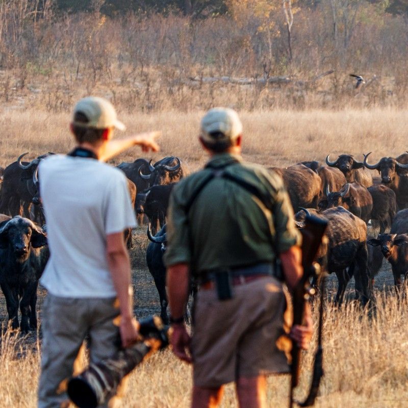 Inspiration Africa specializes in designing bespoke, tailor-made journeys that combine extraordinary perspectives with Africa’s most remarkable safari destinations. From ranger-led encounters on foot in Mana Pools National Park to expertly guided hiking safaris across Africa, we create immersive, authentic wildlife experiences.