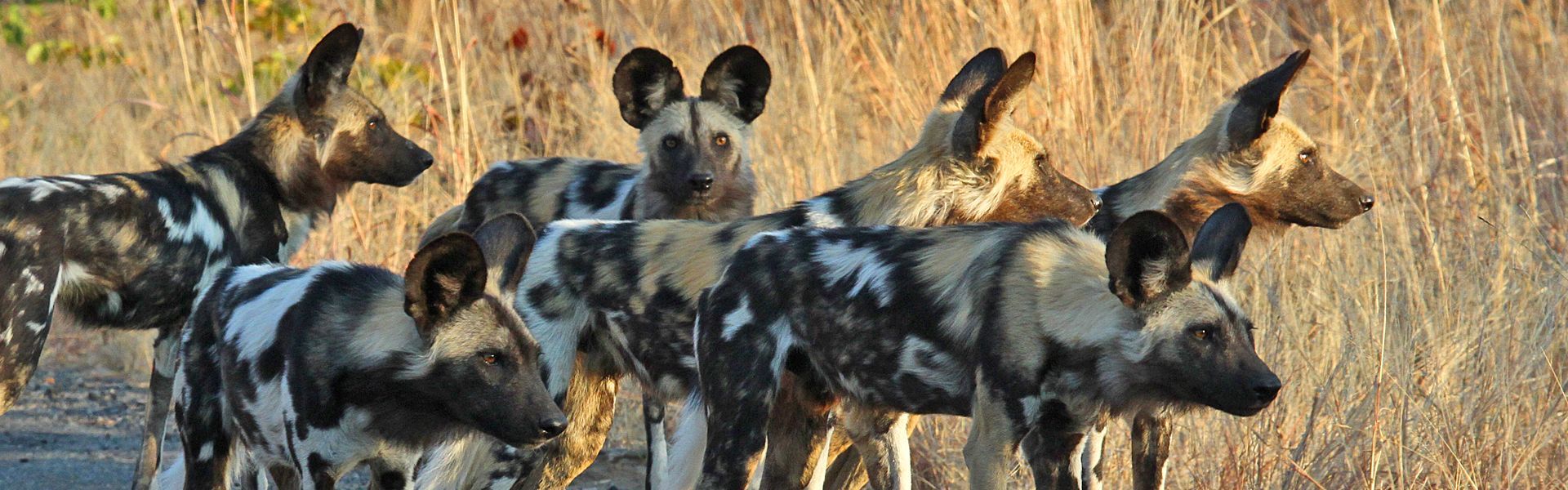A pack of African wild dogs moves together across the open plains of Hwange National Park in Zimbabwe, showcasing the energy, coordination, and social bonds of one of Africa’s most endangered predators. Set against vast golden grasslands and distant acacia woodlands, this rare sighting highlights the untamed beauty and ecological richness of Hwange, one of Southern Africa’s premier wildlife destinations. The wild dogs’ distinctive coats and dynamic movement capture the excitement of authentic safari encounters in a remote and unspoiled wilderness. Inspiration Africa specializes in bespoke, tailor-made journeys across Zimbabwe and the African continent, designing immersive travel experiences that connect travelers with extraordinary wildlife, breathtaking landscapes, and exclusive safari adventures. Every itinerary is carefully curated to reveal the diversity, beauty, and unforgettable spirit of Africa.
