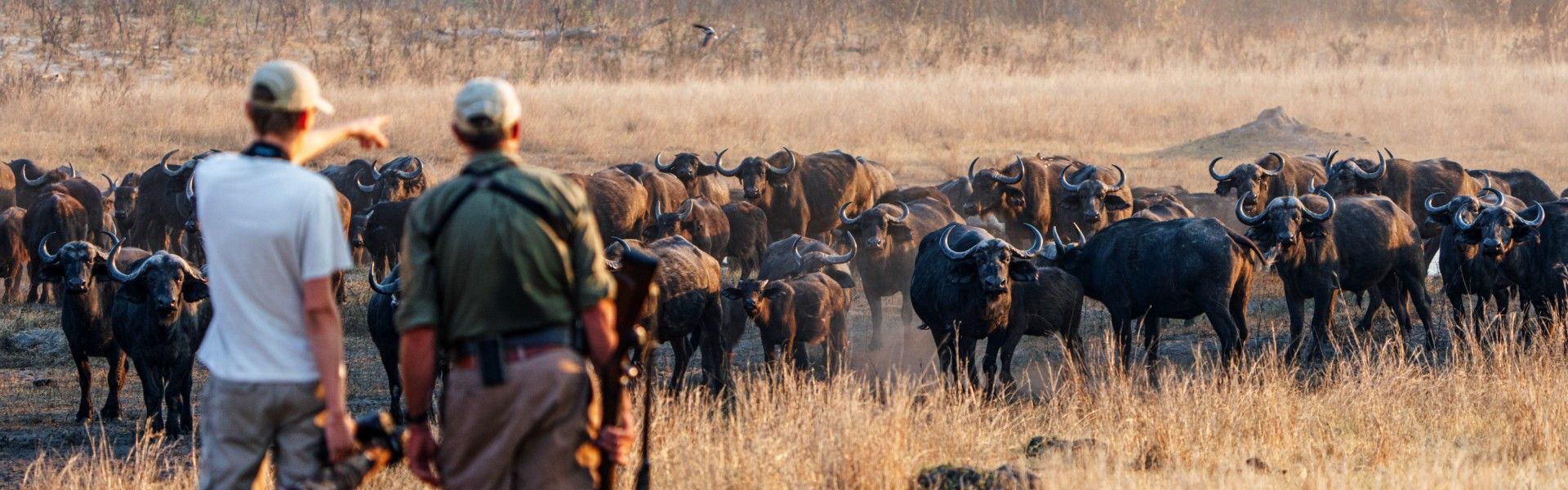 Gaze upon a powerful wildlife encounter as a herd of buffalo is observed during a walking safari in Zimbabwe’s Hwange National Park. This striking photograph captures the intensity and scale of these formidable animals within their natural habitat, highlighting the raw authenticity of exploring the bush on foot. Hwange is renowned for its vast landscapes and rich concentrations of wildlife, making walking safaris a thrilling and deeply immersive experience. Encountering buffalo at ground level evokes respect, adrenaline, and a profound connection to the African wilderness. Inspiration Africa specializes in designing bespoke, tailor-made journeys that deliver authentic walking safaris and extraordinary wildlife experiences across Africa’s most remarkable destinations.

