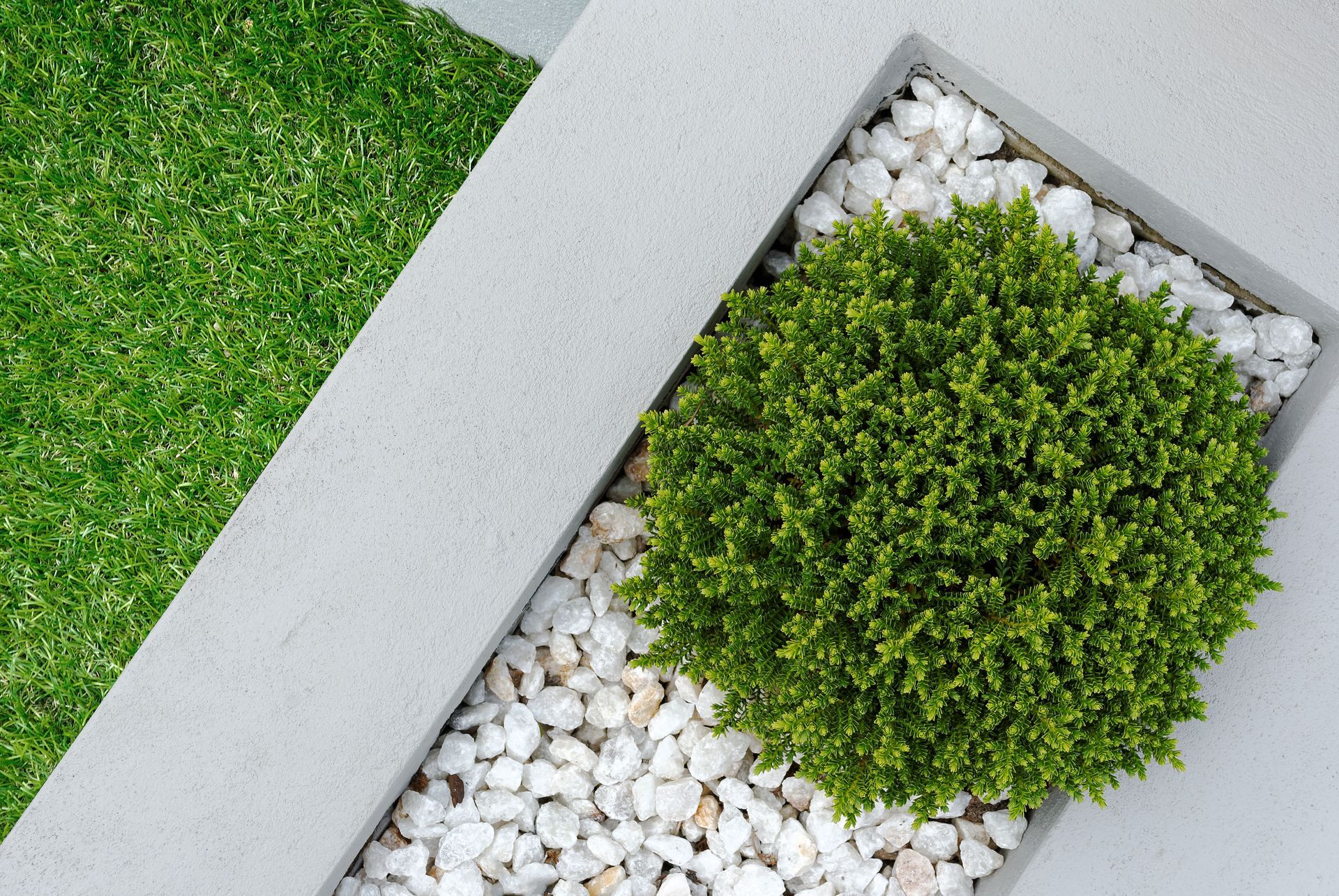 Green shrub in a white rock bed, bordered by concrete alongside a patch of green grass.