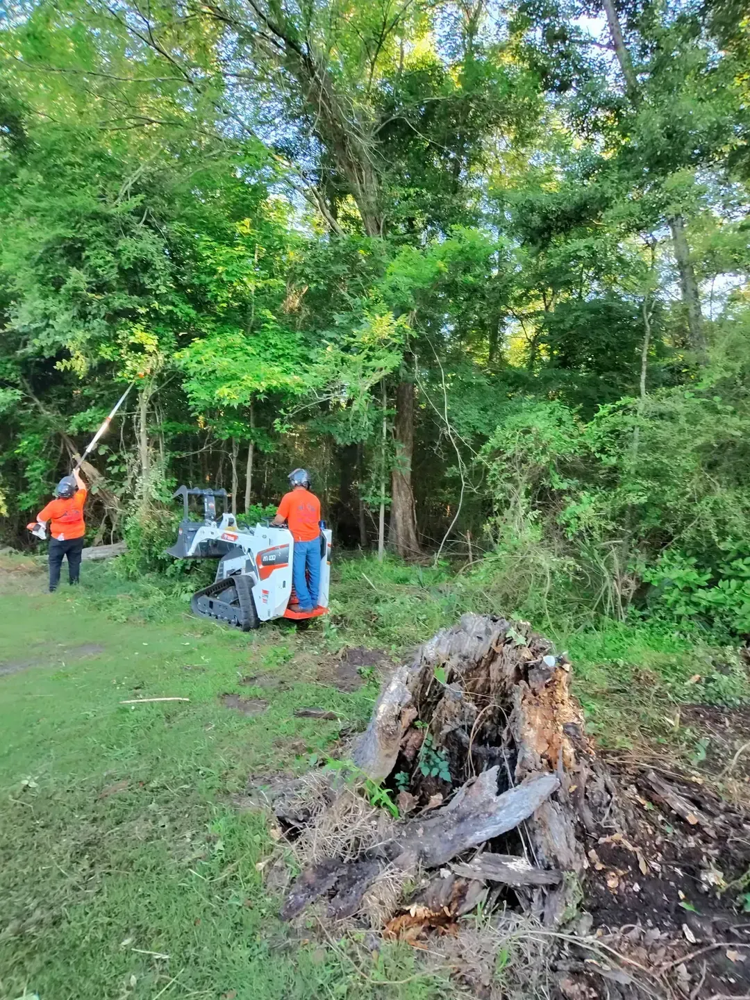 People in orange shirts clearing a grassy wooded area beside a large fallen tree stump.