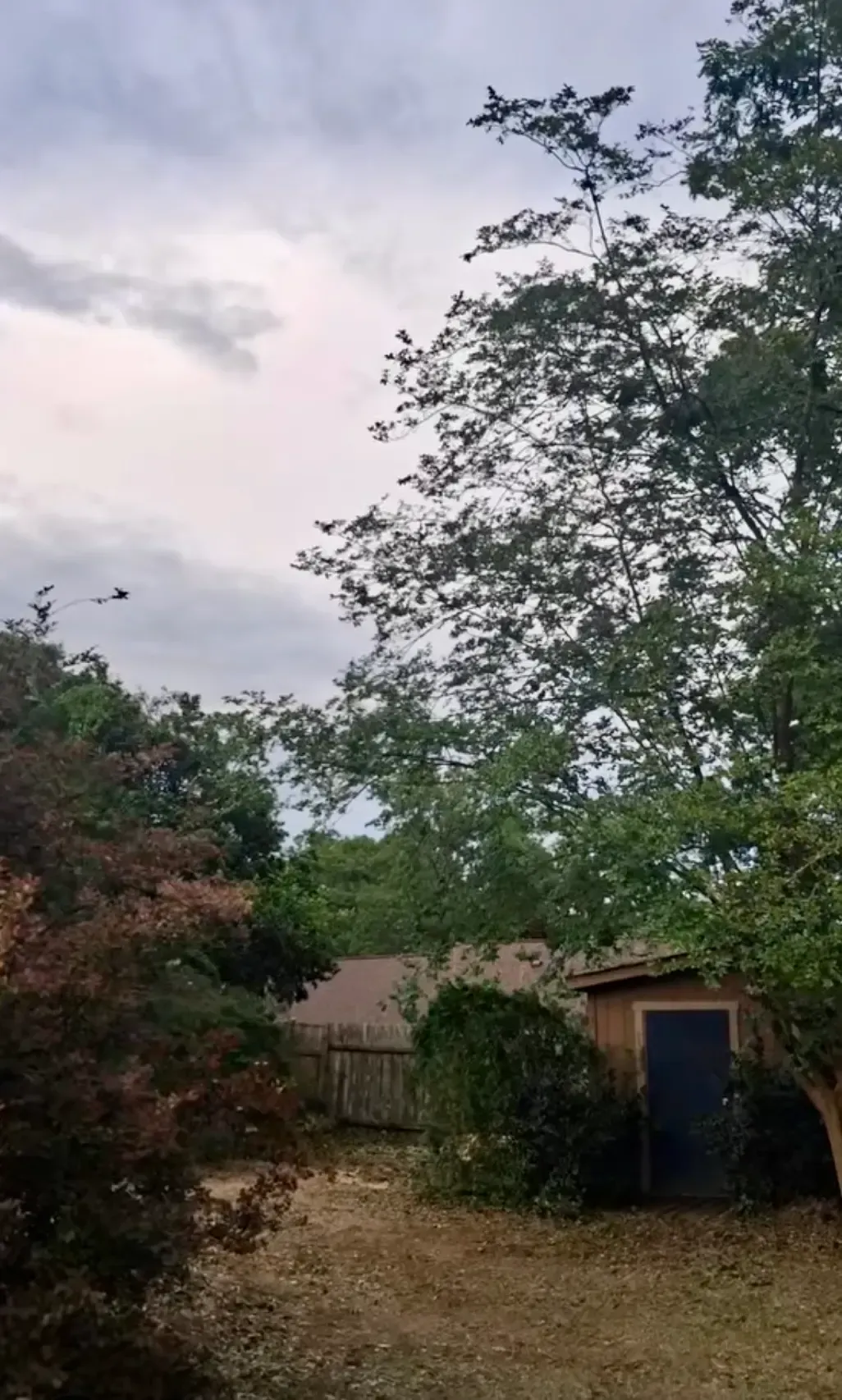 Overgrown backyard with trees, a small shed, and a cloudy sky at dusk