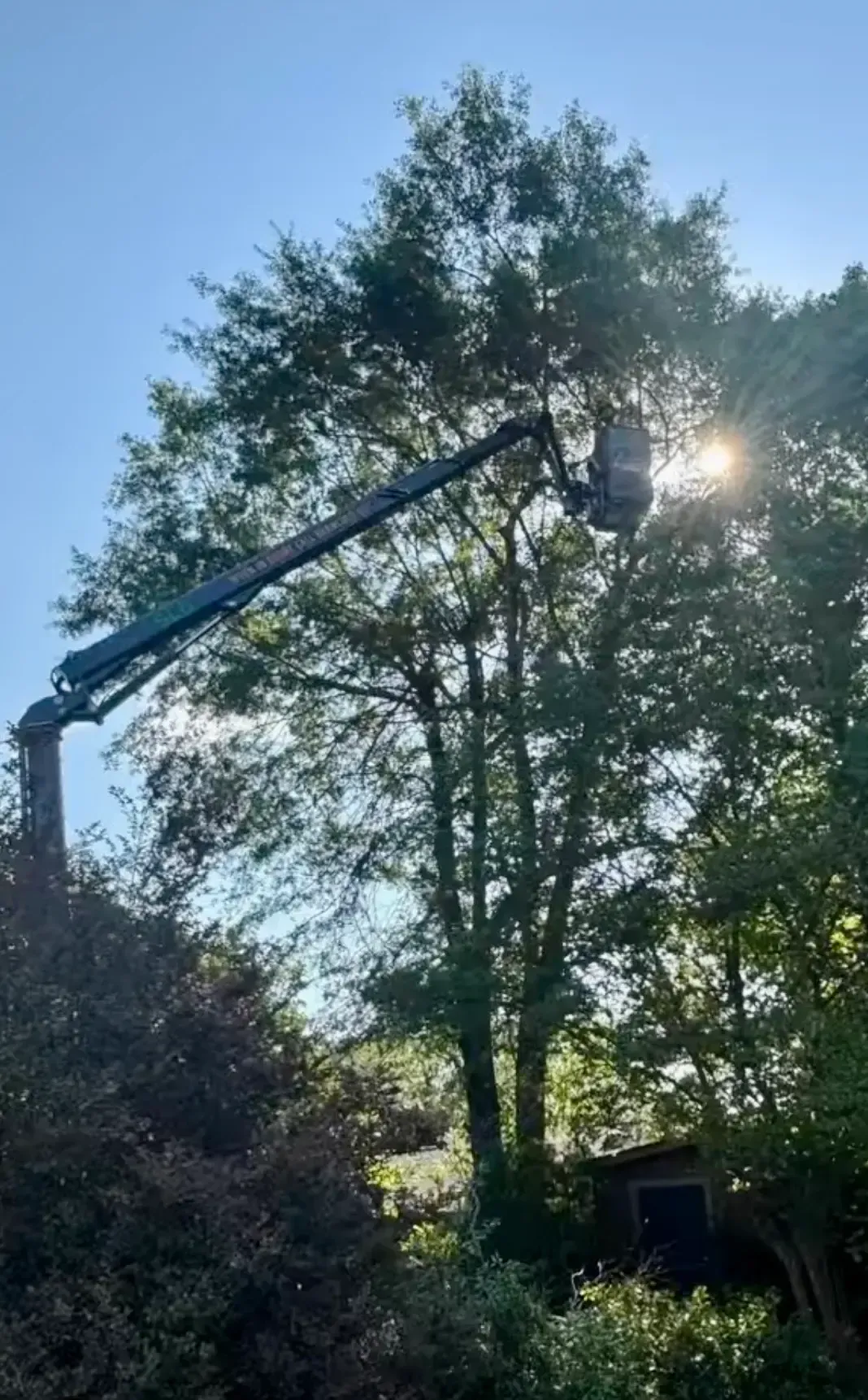 Tree trimming arm reaching into tall tree under bright sun in a leafy yard