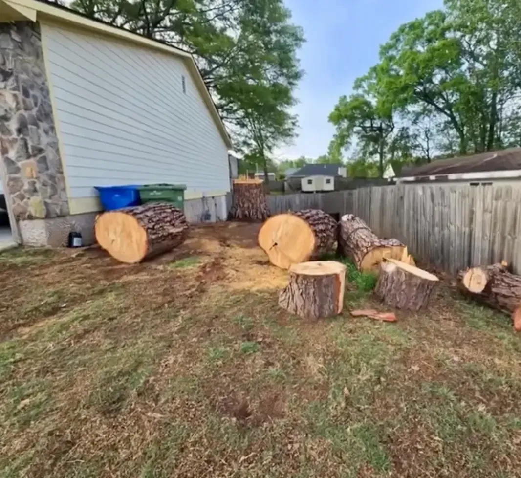 Backyard with several cut tree logs and stumps beside a house and wooden fence