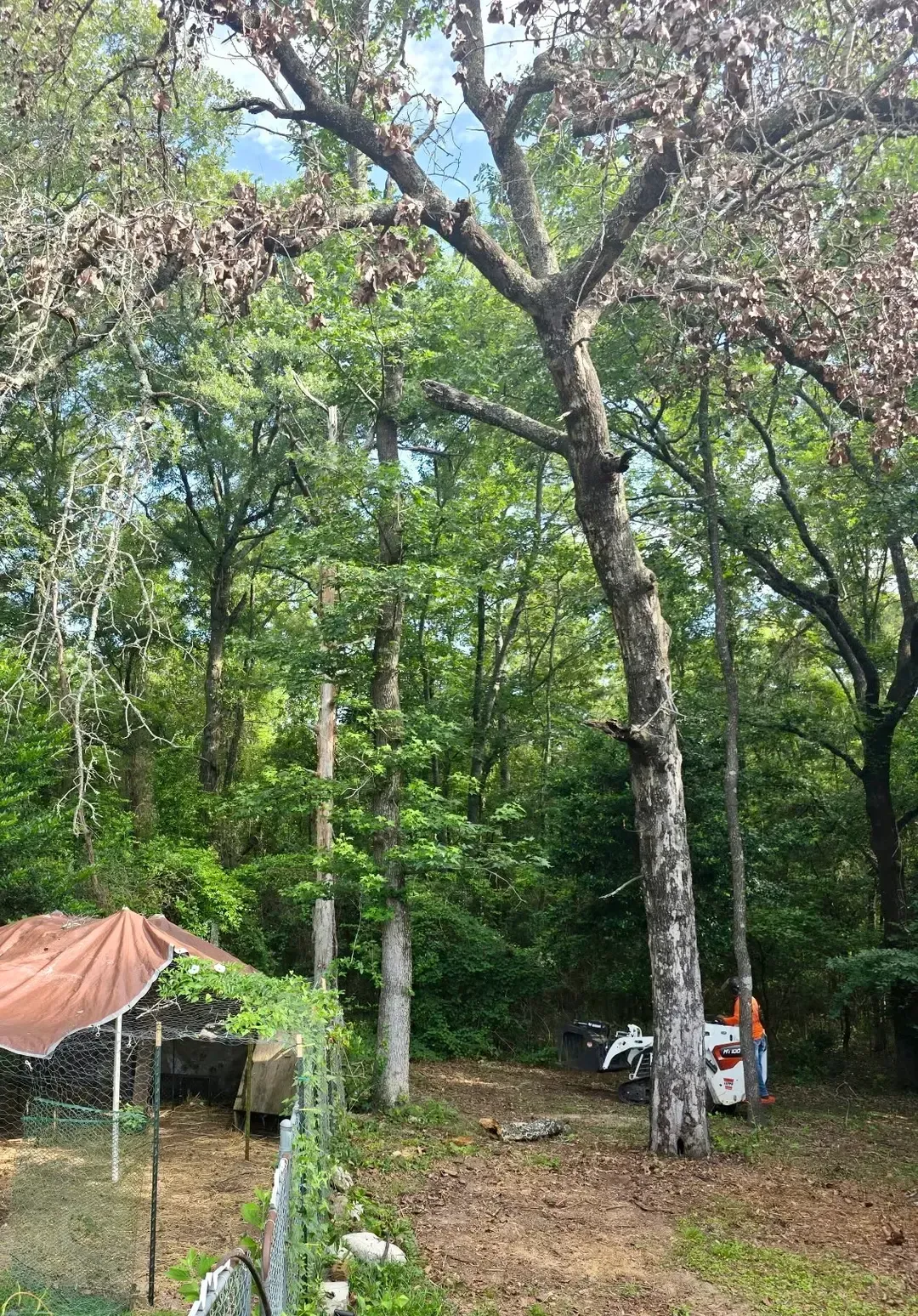 Wooded campsite with a tarp shelter, tall trees, and two people near a parked scooter