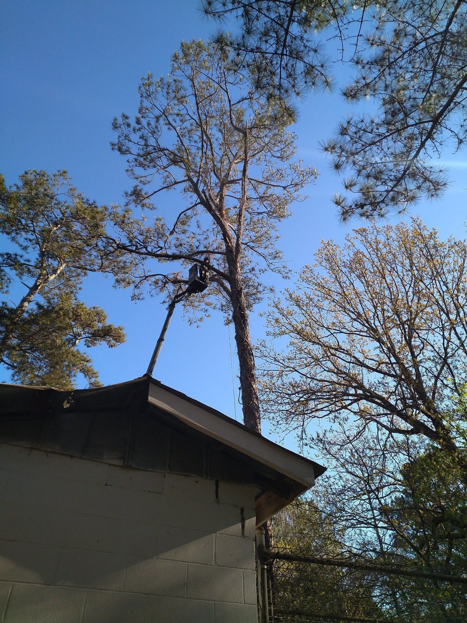 Tall trees above a house roof against a clear blue sky