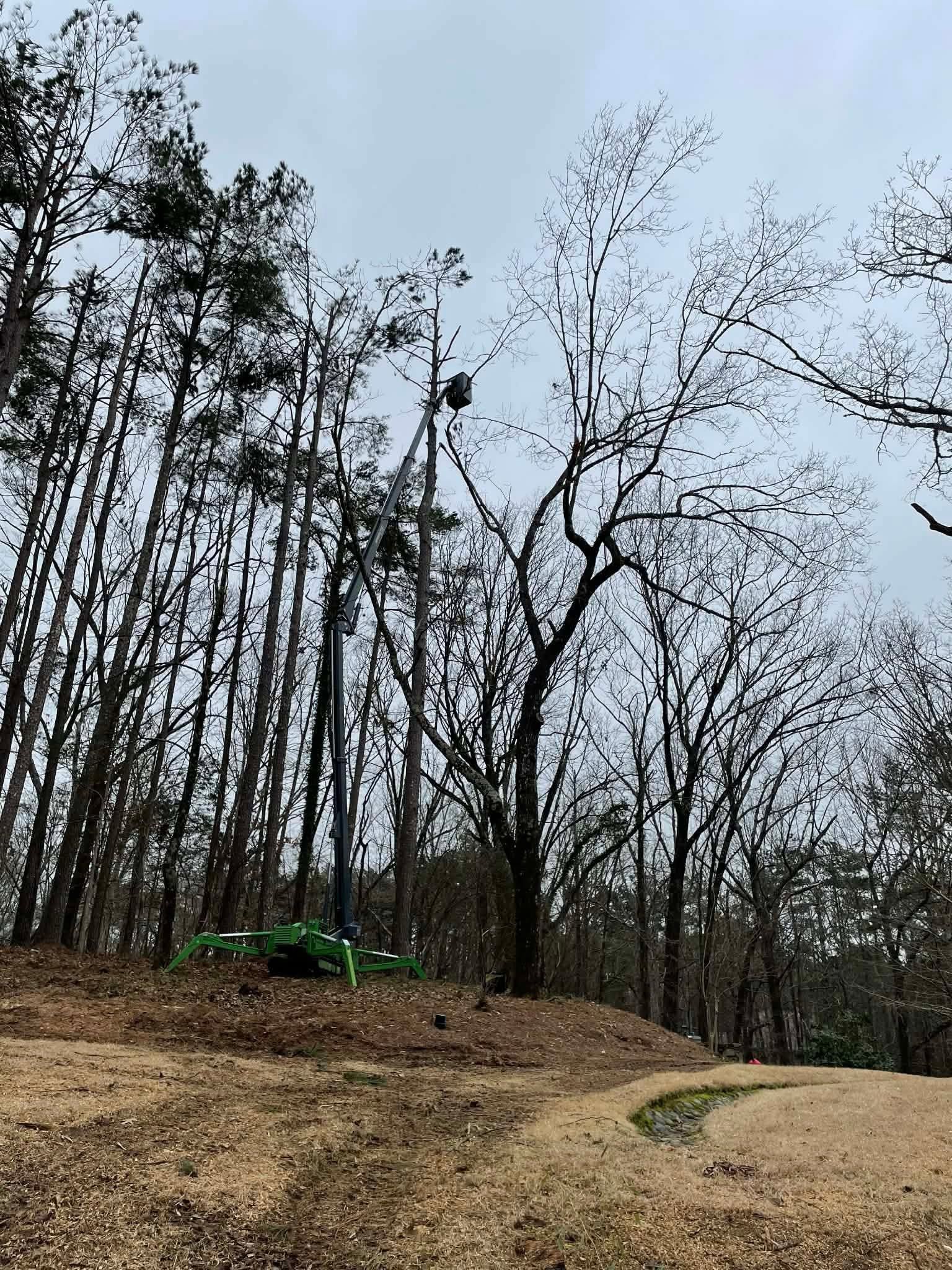 Leafless trees on a hillside beside a dirt path under a gray sky, with a green tractor in the background