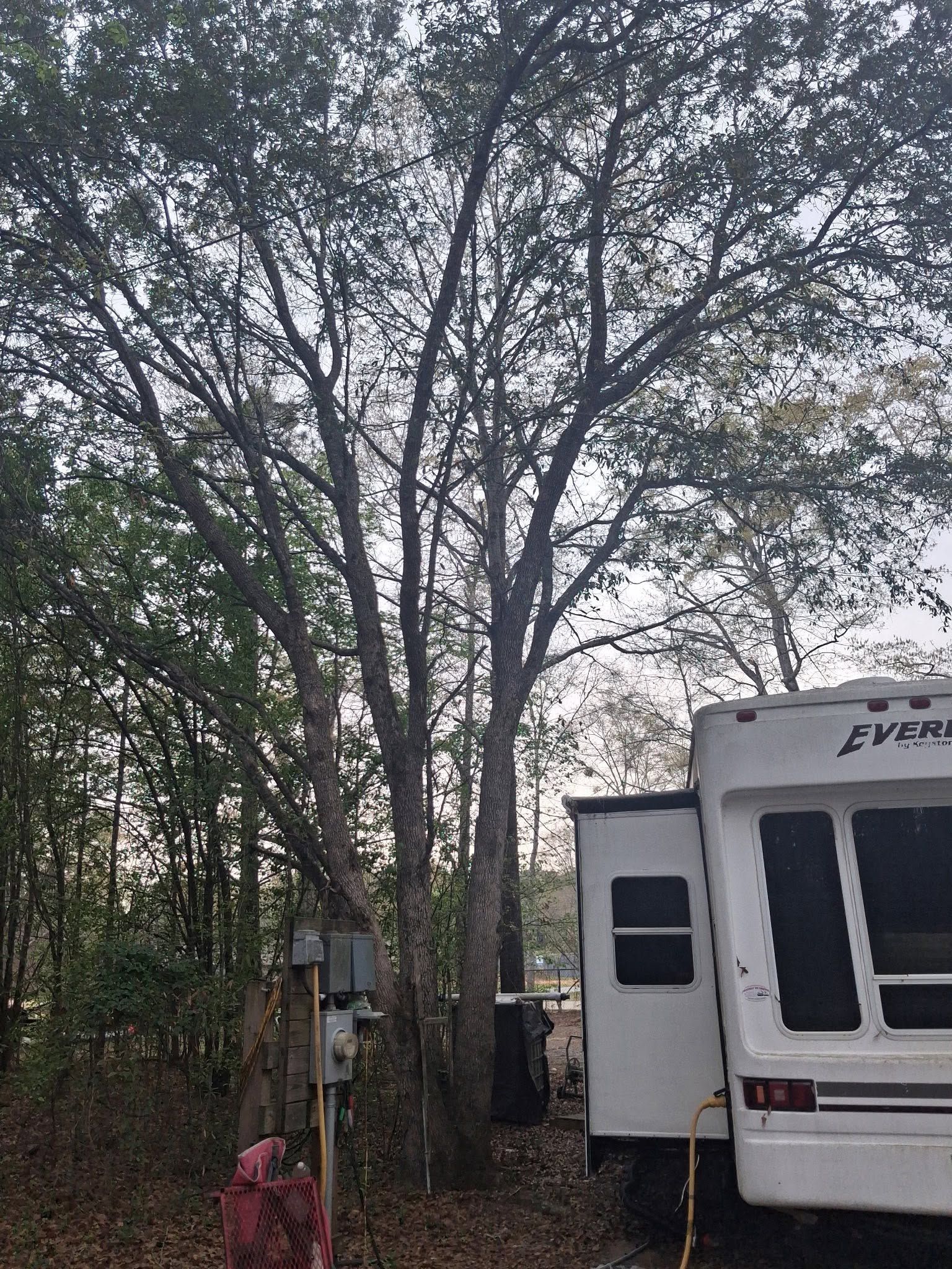 Large tree beside a white RV parked near a wooded area, with a red bag on the ground.
