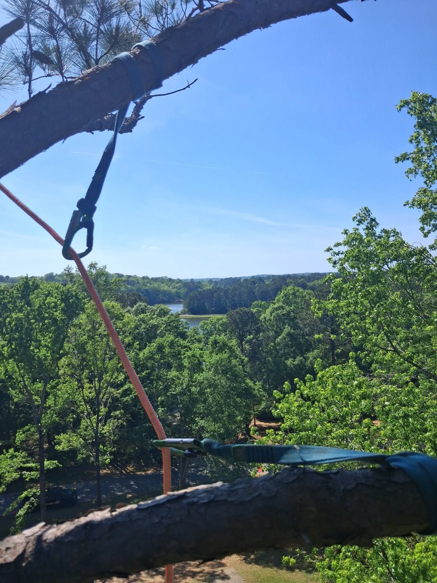 Tree branch platform with rope and harness overlooking a green forest under a blue sky