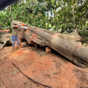 Large tree trunk lying on red soil with a small painted figure beside it in a wooded area