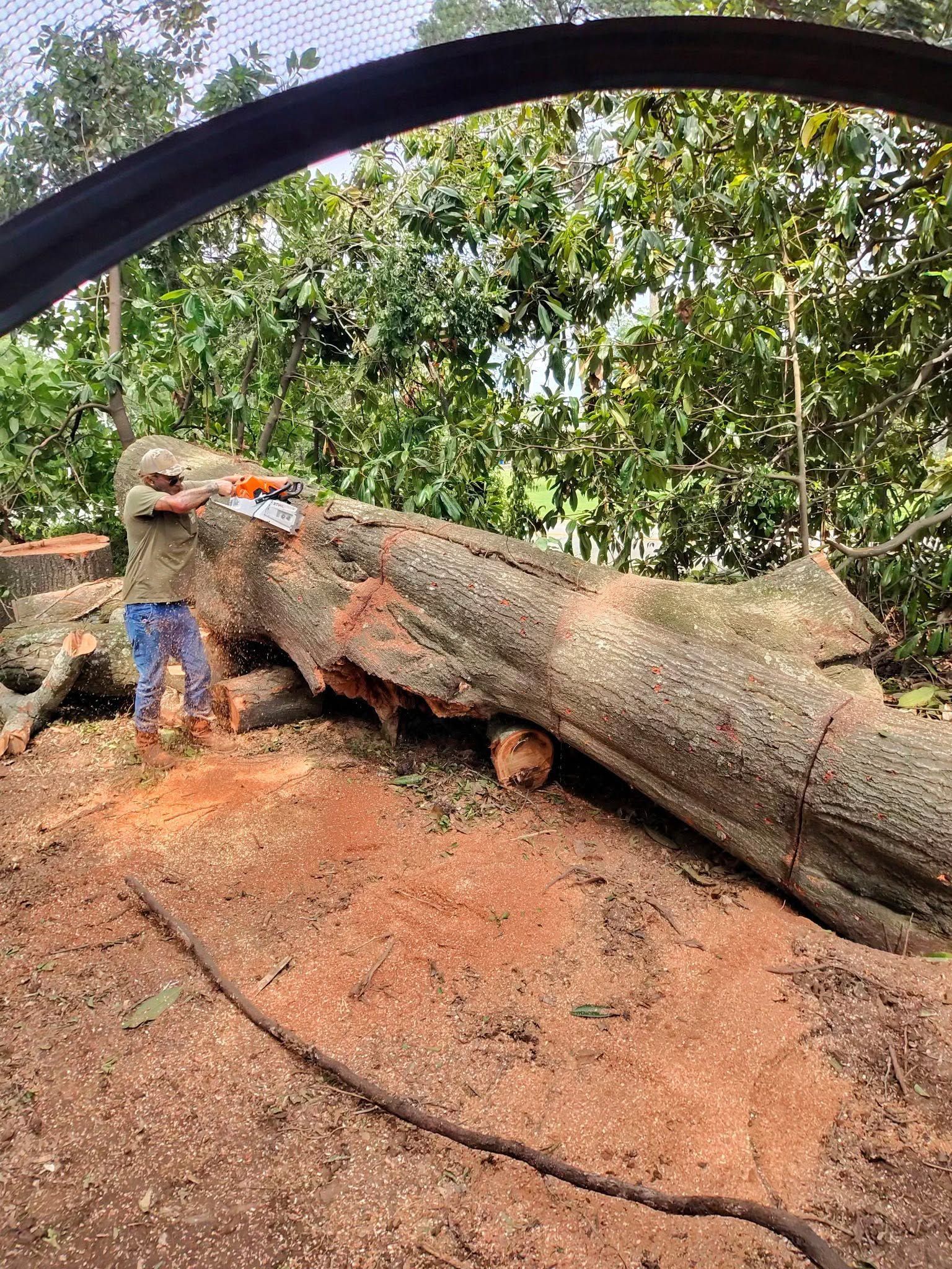 Person cutting a large fallen tree trunk with a chainsaw in a wooded area