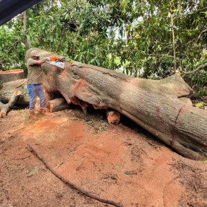Large tree trunk lying on red soil with a small painted figure beside it in a wooded area