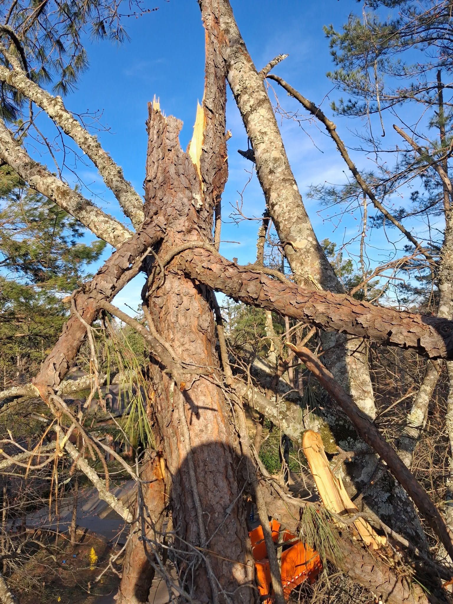 Broken tree trunk with sprawling branches in a sunny outdoor area, with orange leaves at the base.