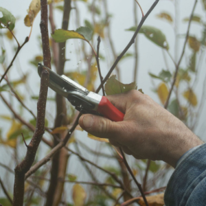 Pruning shears cutting thin branches on a shrub, with a hand in a denim sleeve outdoors