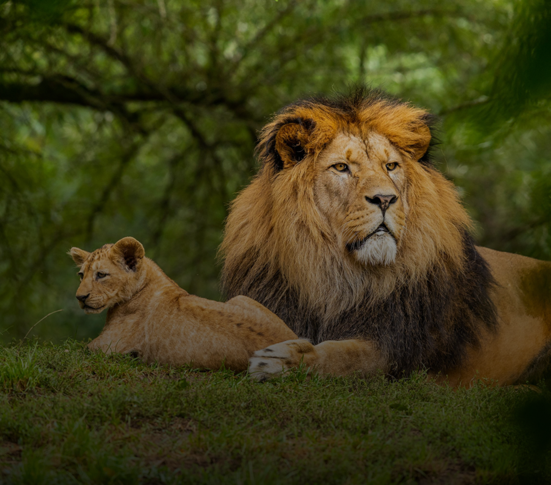 Lion and cub resting in grass with trees in the background.