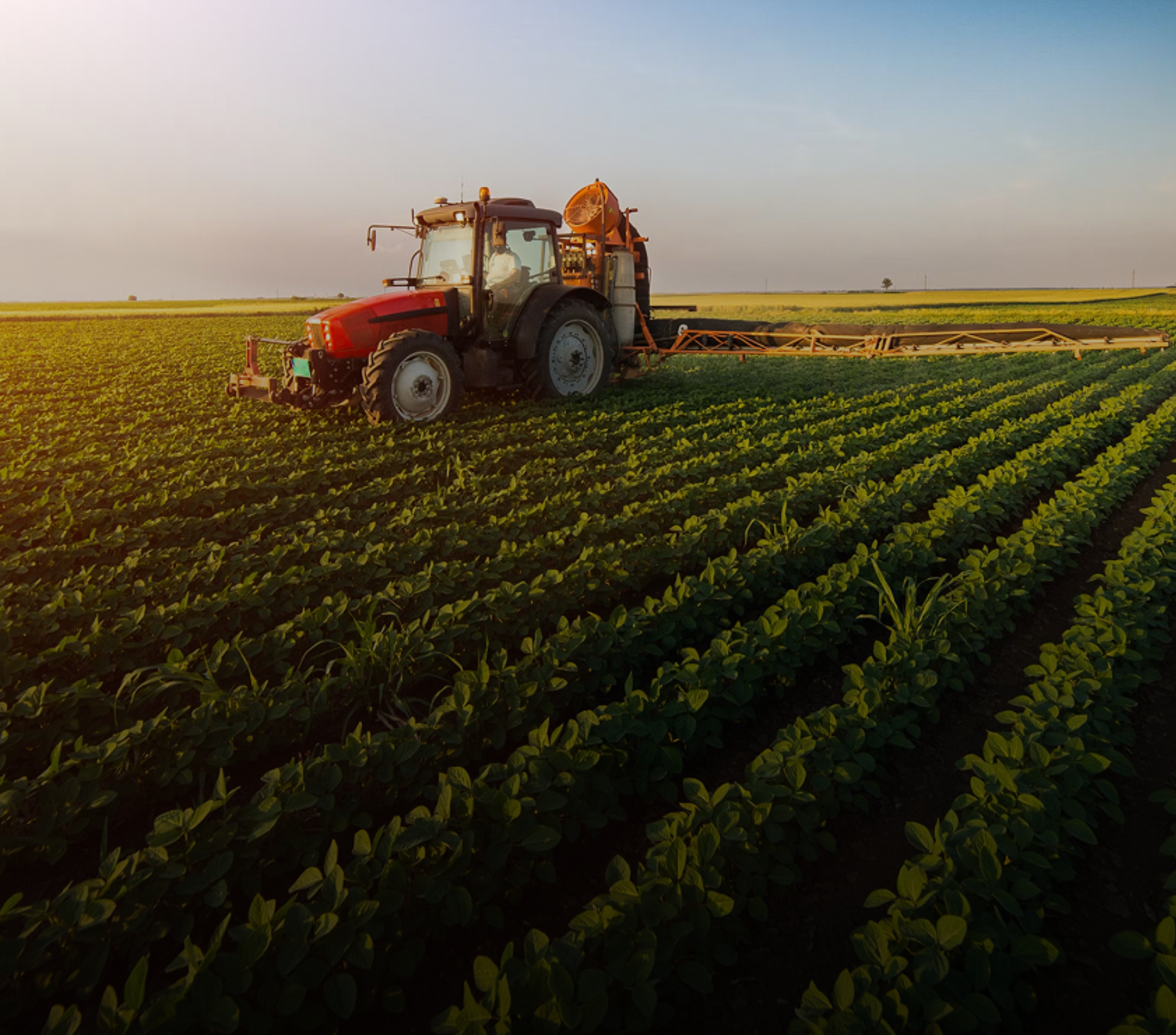 Red tractor spraying crops in a field at sunset.