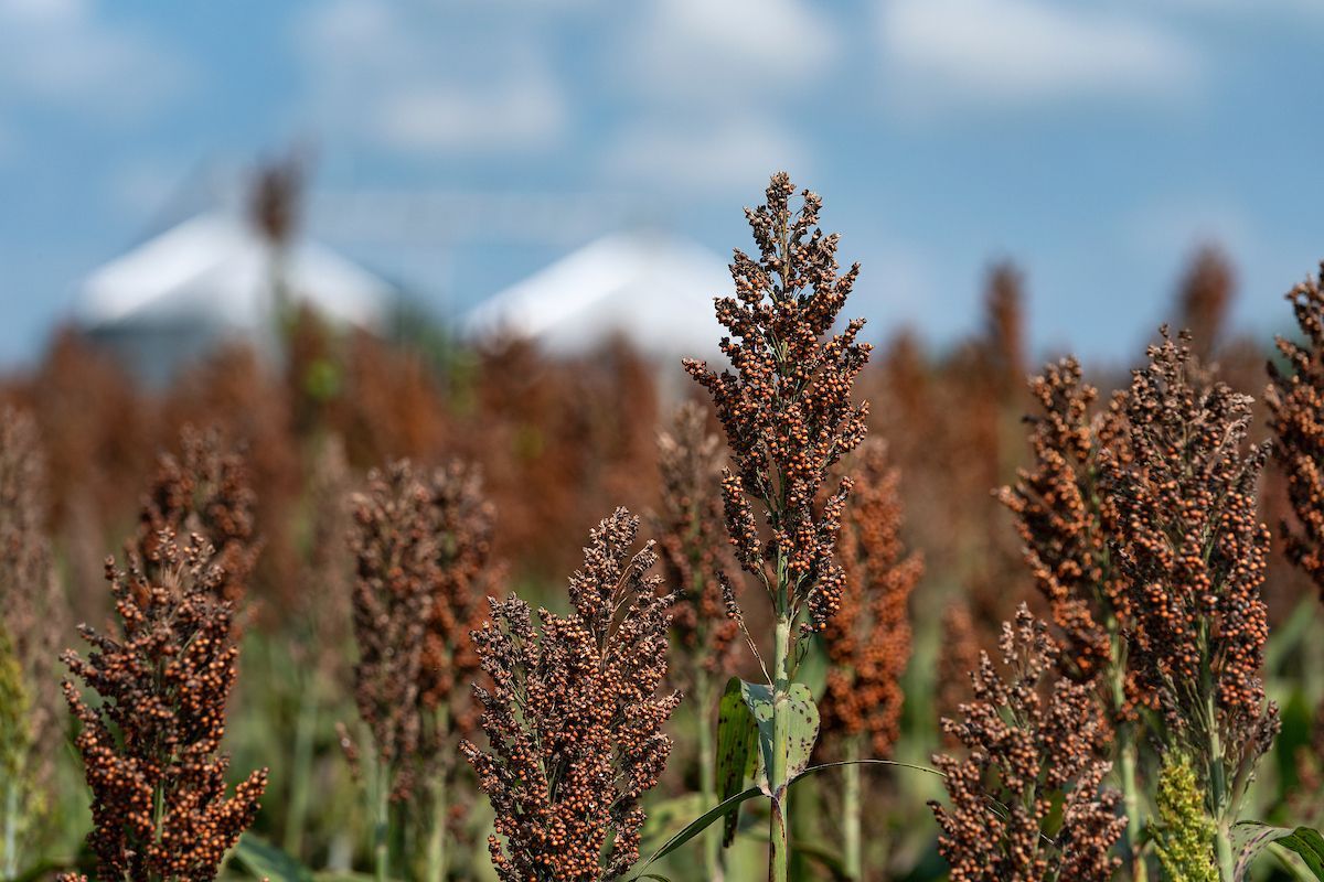 crops

