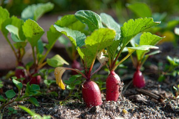 radish, crops