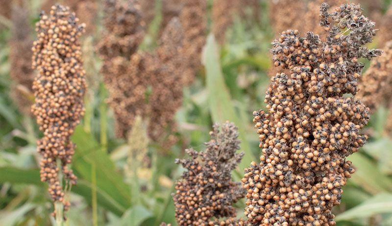 Hemp seed
