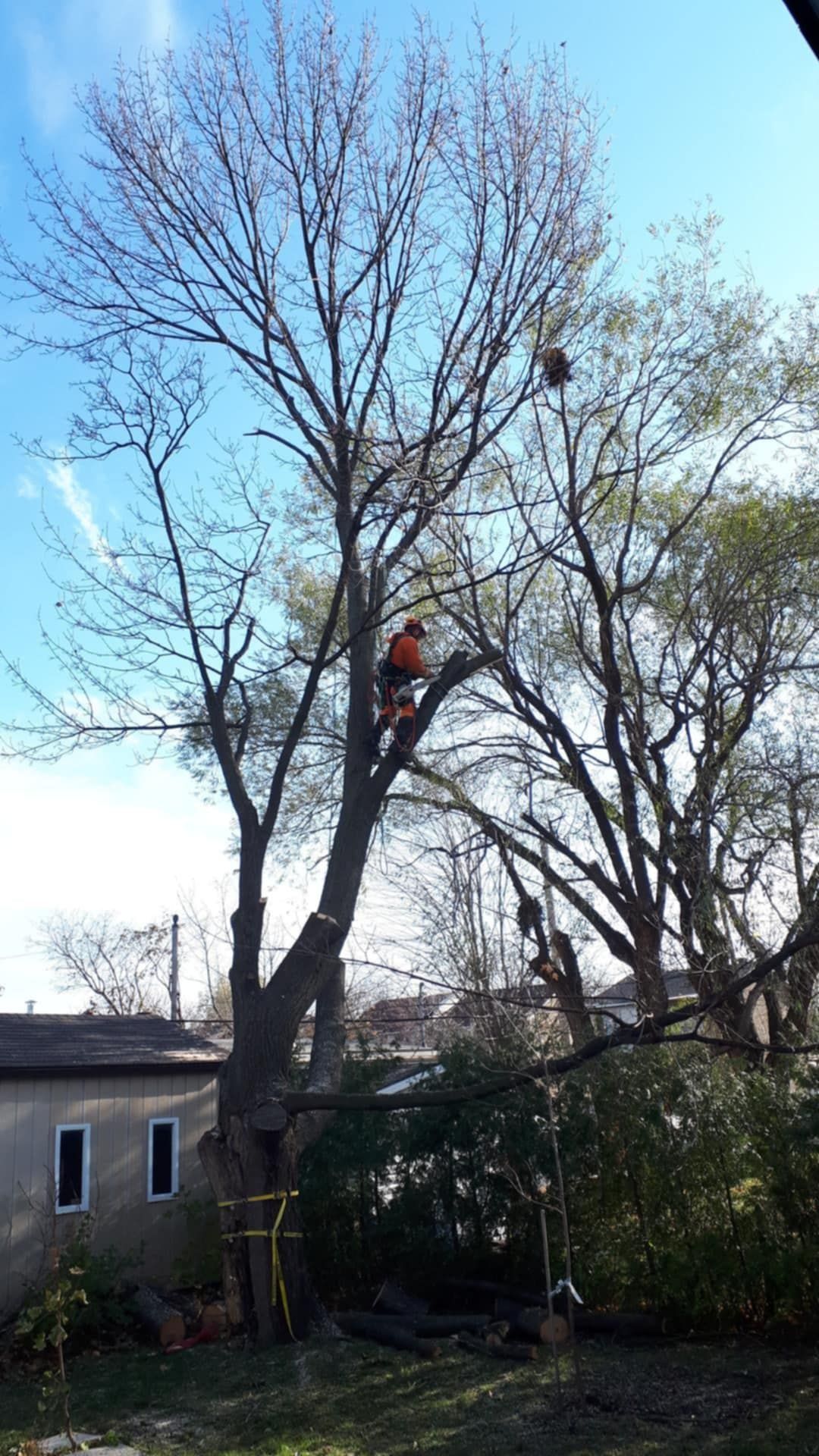 Un arboriste élague un grand arbre, retenu par des cordes. Journée ensoleillée, environnement résidentiel.