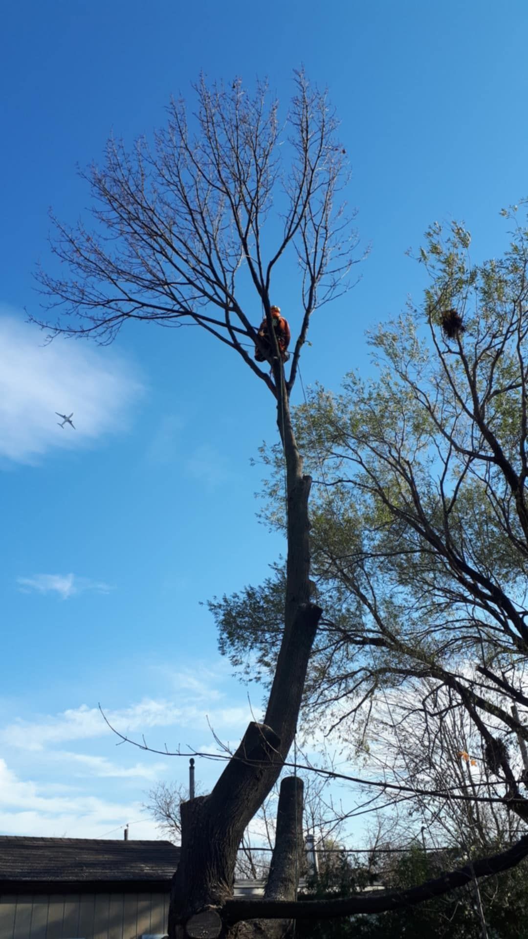 Un homme dans un arbre taille des branches sur fond de ciel bleu.