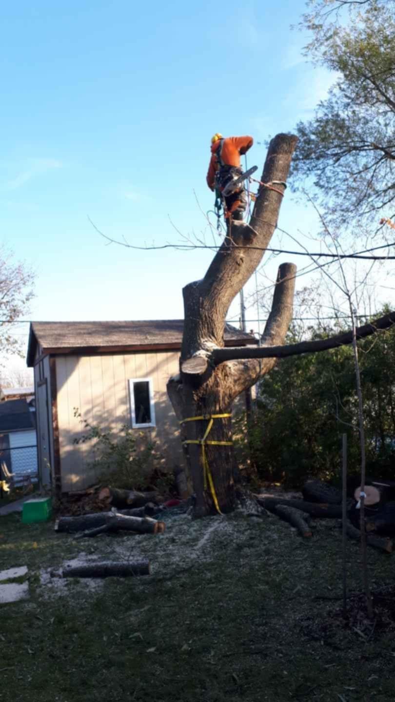 Arboriste en tenue orange travaillant au sommet d'un arbre partiellement coupé, près d'un petit bâtiment ; décor d'un jardin.