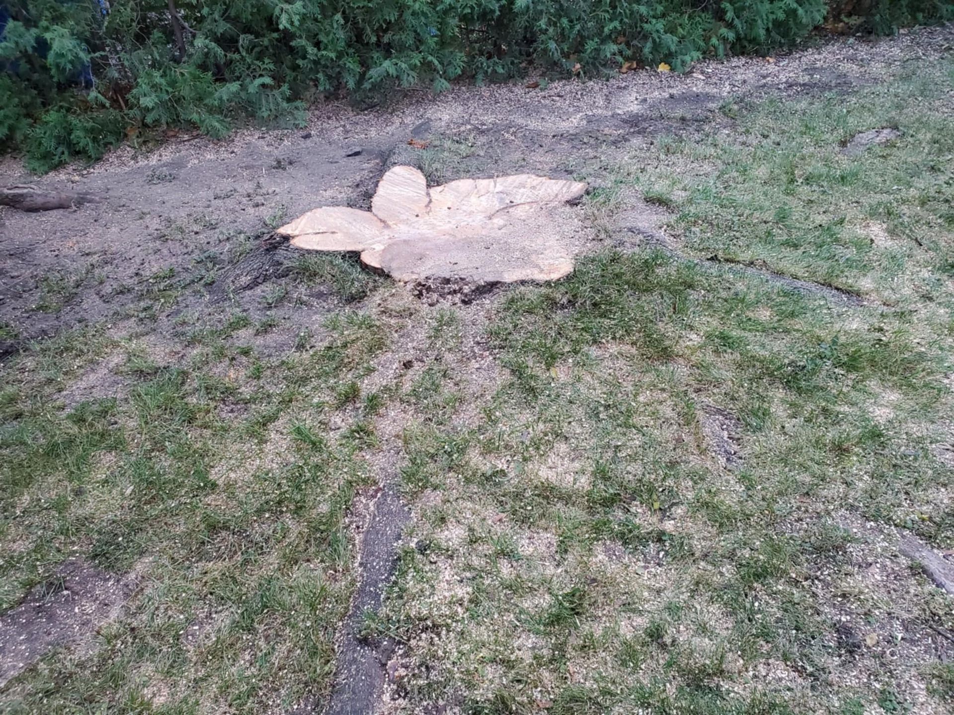Tas de graines pour oiseaux sur l'herbe près de la verdure.
