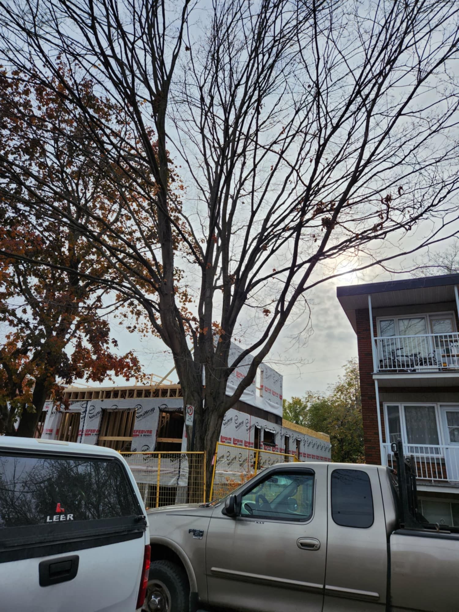 Arbre dénudé avec un chantier de construction en arrière-plan ; un camion et un bâtiment sur la droite.