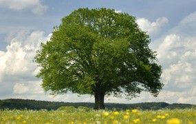 Grand arbre dans un champ de fleurs jaunes sous un ciel bleu parsemé de nuages cotonneux.