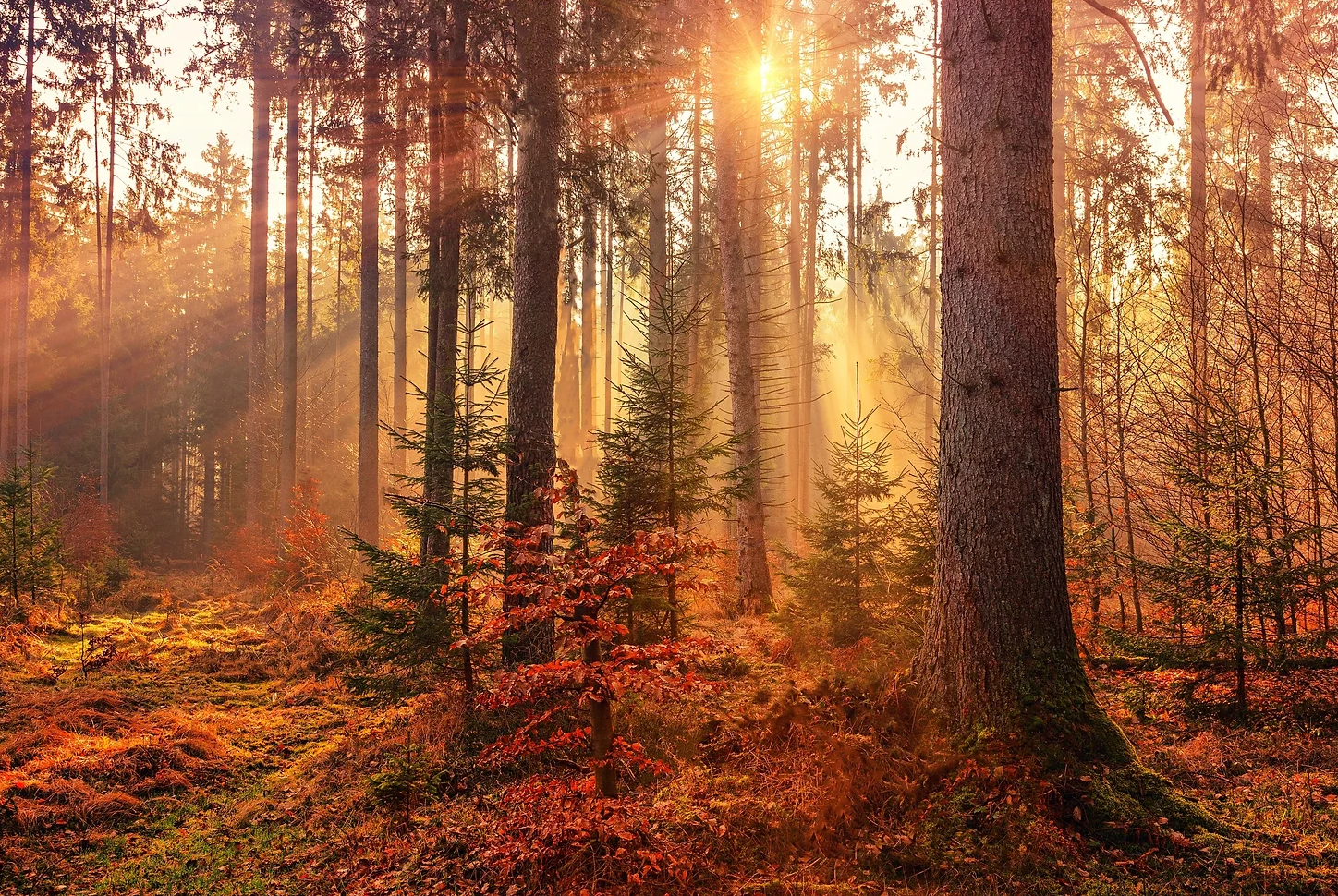 The sun is shining through the trees in the forest.