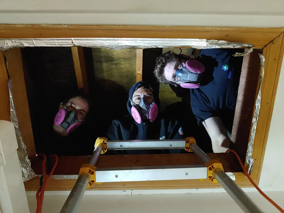 Mold Remediation