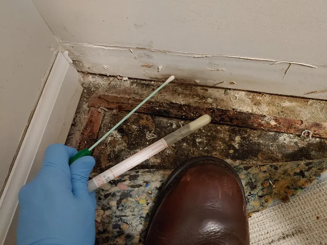 Mold remediation Morris County NJ