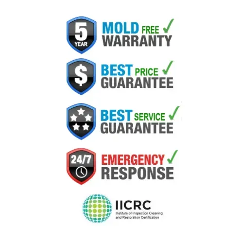 Mold Remediation Morristown