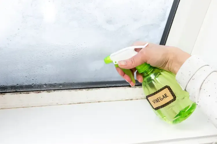 Mold Testing Morristown NJ