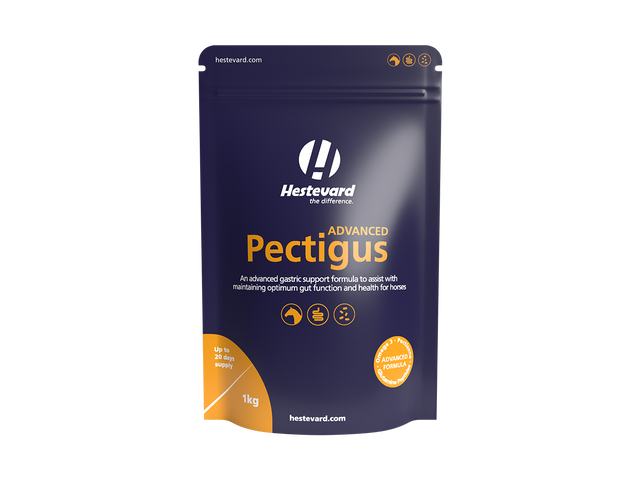 Pectigus, Fethard Equine hospital, Equine supplements, hestevard pectigus, hestevard, gastric support for horses