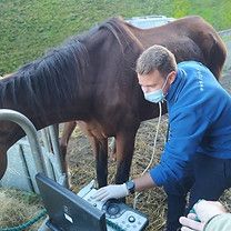 Jesus Garcia Medicine Clinician at  Fethard Equine Hospital