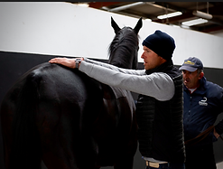 Lameness Evaluation, Lameness Work up. Fernando