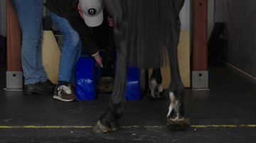 Fethard equine hospital, FEH, Lameness evaluation, lameness work up, pre purchase exam. Equine.