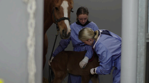 Equine Veterinary Nursing, Internal Medicine. Fethard Equine Hospital