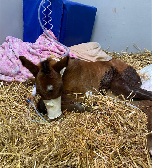 Equine Veterinary Nursing, Internal Medicine. Fethard Equine Hospital, Sick Foal