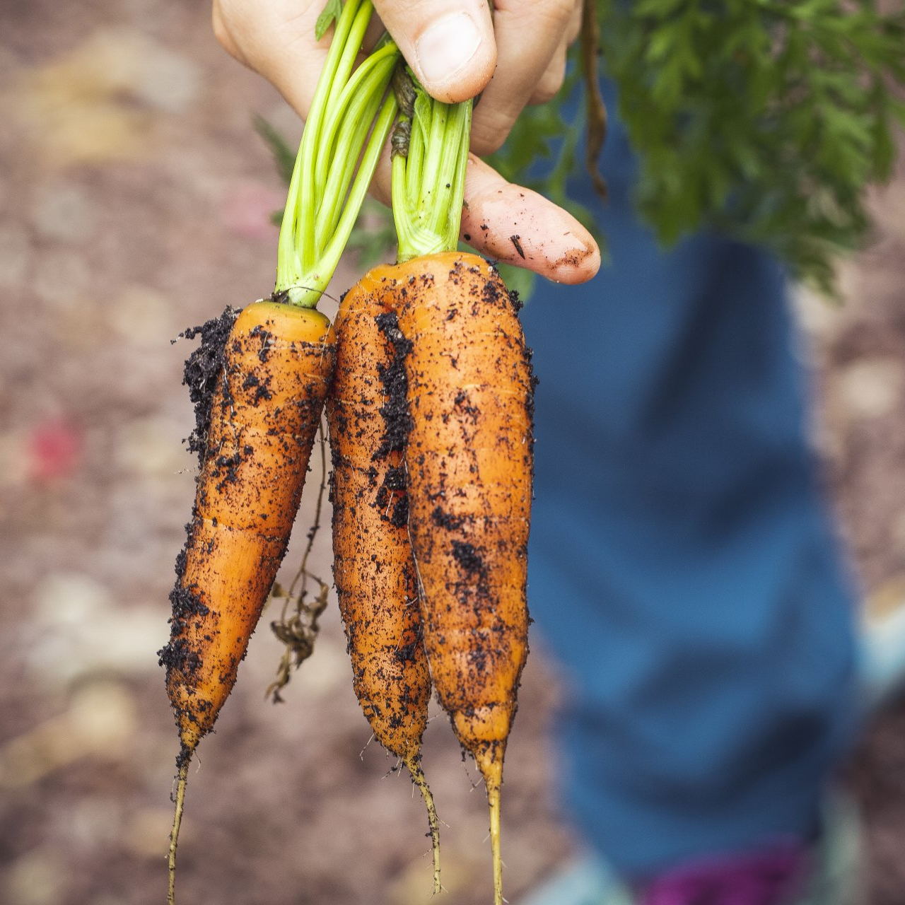 A person is holding a bunch of carrots in their hand