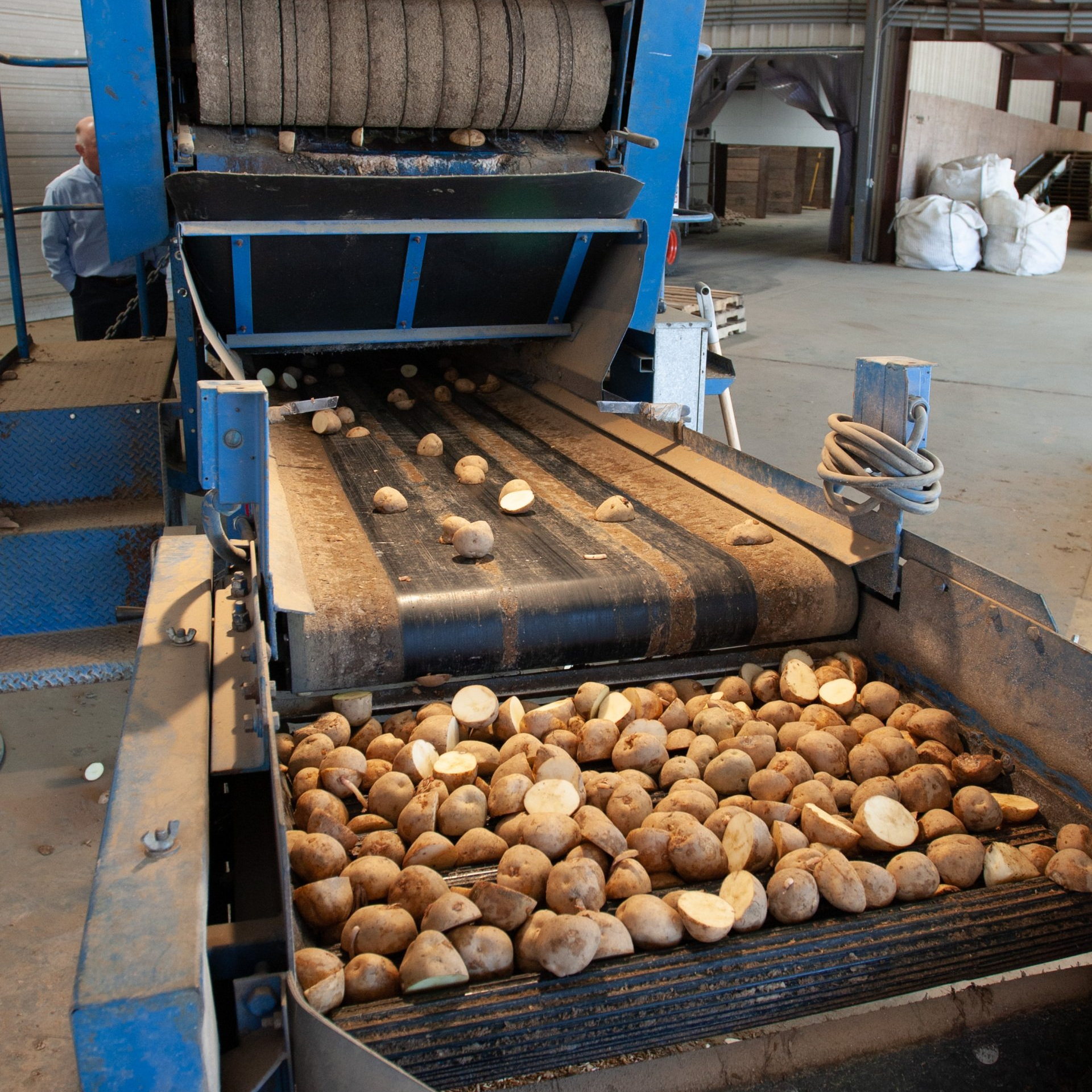 A conveyor belt filled with potatoes in a factory